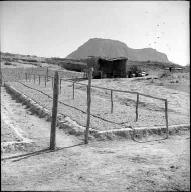 Old Corinth. Raisins drying
