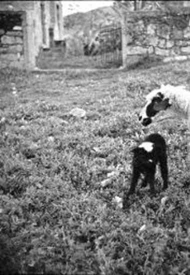 Corinth. Lamb with baby