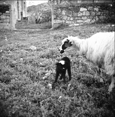 Corinth. Lamb with baby