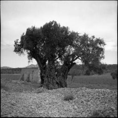 Anavyssos. Olive tree