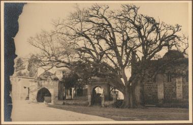 Big tree and old building