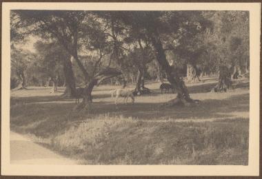 Corfu. Horses