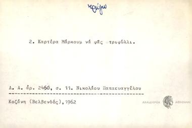 Καρτέρα Μάρκουμ να φας τριφύλλι.