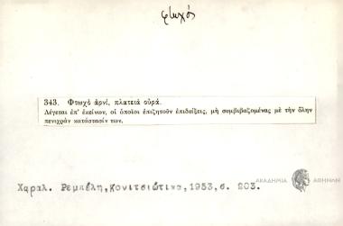 Φτωχό αρνί, πλατειά ουρά.