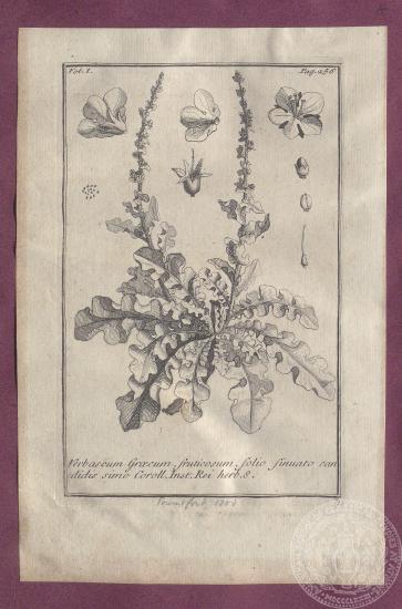 Αναπαράσταση φυτού 