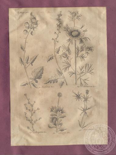 Εικόνα με αναπαραστάσεις φυτών, του Thomas Shaw. [1738]