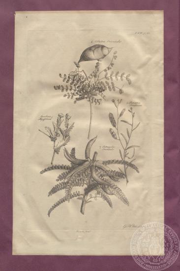 Εικόνα με αναπαραστάσεις διαφόρων φυτών, του Richard Pococke. 1745