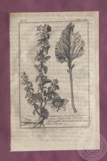 Αναπαράσταση του φυτού 