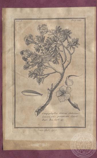 Αναπαράσταση γαρυφαλλιάς 