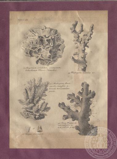 Σελίδα βιβλίου με αναπαραστάσεις απολιθωμάτων και κοραλλίων, του Thomas Shaw.