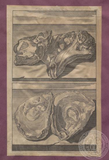 Σελίδα βιβλίου με αναπαράσταση στρειδιών, του Cornelis de Bruyn. 1698