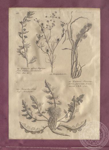 Εικόνα με αναπαραστάσεις φυτών, κλαδιών και φύλλων, του Thomas Shaw. [1738]