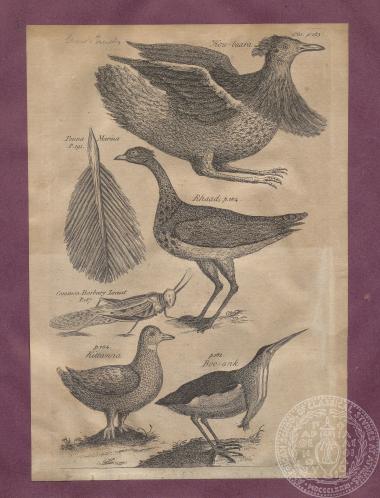 Λιθογραφία με εικόνες/αναπαραστάσεις πτηνών, φύλλων και εντόμων, του Thomas Shaw.