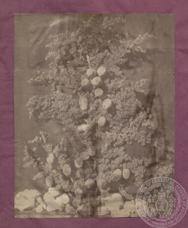 Φωτογραφία κέδρου από το βουνό του Λιβάνου, του φωτογράφου Tancrède R. Dumas. 1888