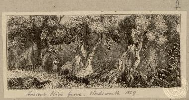 Ancient olive grove.