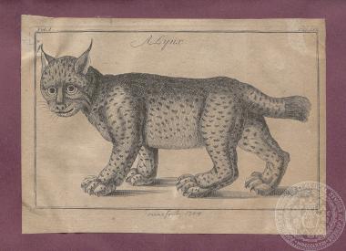 Aσπρόμαυρη εκόνα/λιθογραφία του Joseph Pitton de Tournefort, με αναπαράσταση λίγκα. 1700
