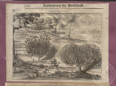 Απόκομμα σελίδας βιβλίου με αναπαράσταση τοπίου με δέντρα και φυτά (τριαντάφυλλα της Ιεριχούς) του Olfert Dapper. 1681