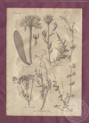 Εικόνα με αναπαραστάσεις φυτών, κλαδιών και φύλλων, του Thomas Shaw. [1738]