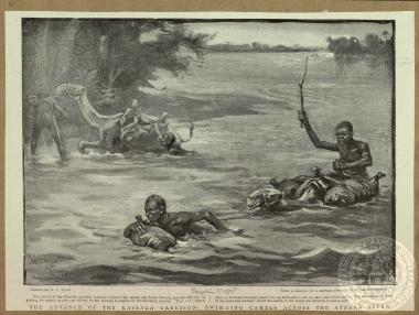 The advance of the Kassala Garrison: swimming camels across the Atbara river.