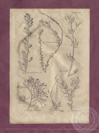 Εικόνα με αναπαραστάσεις φυτών, κλαδιών και φύλλων, του Thomas Shaw. [1738]