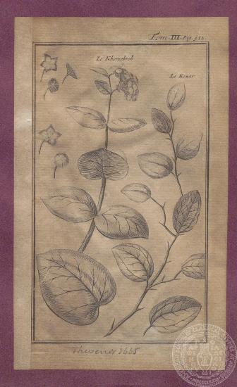 Απόκομμα σελίδας βιβλίου με αναπαράσταση φυτού (ρίγανη). 1665