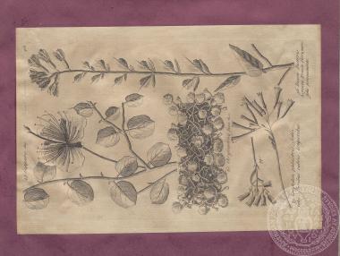 Εικόνα με αναπαραστάσεις φυτών, κλαδιών και φύλλων, του Thomas Shaw. [1738]