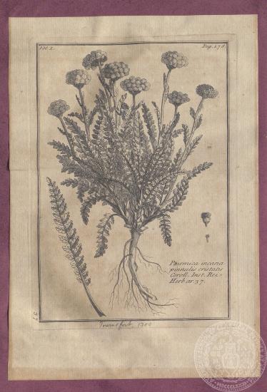 Αναπαράσταση κρητικού βοτάνου 