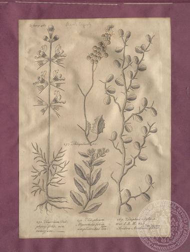 Εικόνα με αναπαραστάσεις φυτών, κλαδιών και φύλλων, του Thomas Shaw. [1738]