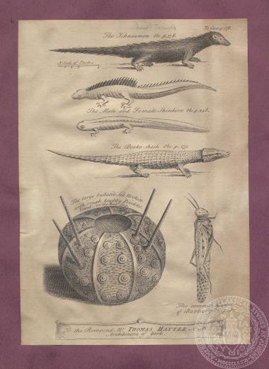 Aσπρόμαυρες εκόνες/λιθογραφίες, με αναπαραστάσεις ερπετών και εντόμων, του Thomas Shaw.