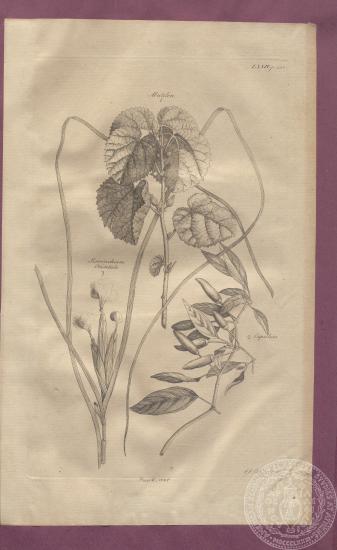 Εικόνα με αναπαράσταση των φυτών: 