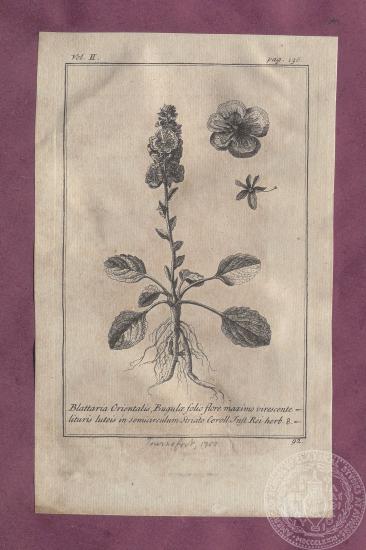 Αναπαράσταση του φυτού 