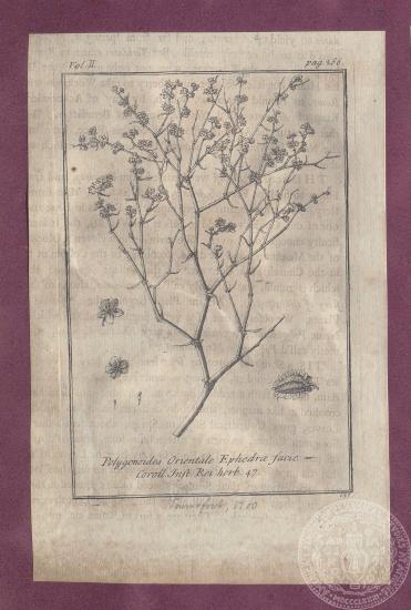 Αναπαράσταση του φυτού 