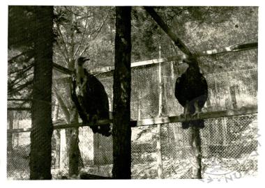 Ζωολογικός κήπος Ε.Η.Μ. (Εικόνα 1)