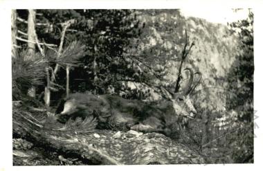 Ζωολογικός κήπος Ε.Η.Μ. (Εικόνα 2)