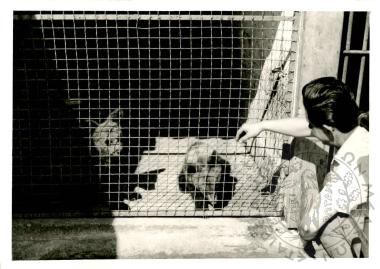 Ζωολογικός κήπος Ε.Η.Μ. (Εικόνα 3)