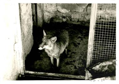 Ζωολογικός κήπος Ε.Η.Μ. (Εικόνα 4)