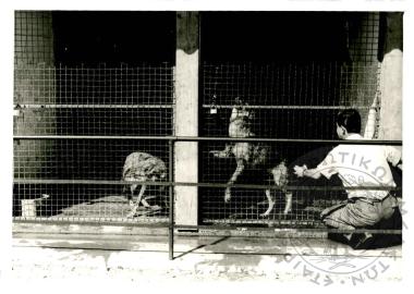 Ζωολογικός κήπος Ε.Η.Μ. (Εικόνα 5)