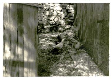 Ζωολογικός κήπος Ε.Η.Μ. (Εικόνα 11)