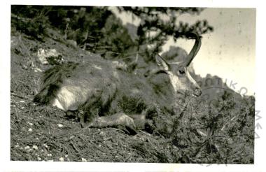 Ζωολογικός κήπος Ε.Η.Μ. (Εικόνα 12)