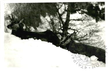 Ζωολογικός κήπος Ε.Η.Μ. (Εικόνα 13)