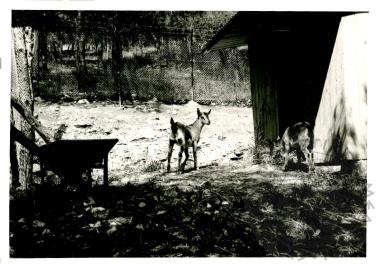 Ζωολογικός κήπος Ε.Η.Μ. (Εικόνα 14)