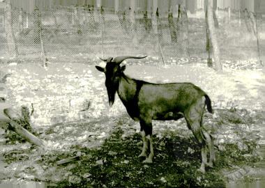 Ζωολογικός κήπος Ε.Η.Μ. (Εικόνα 15)