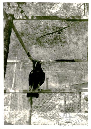 Ζωολογικός κήπος Ε.Η.Μ. (Εικόνα 16)