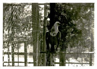 Ζωολογικός κήπος Ε.Η.Μ. (Εικόνα 17)