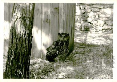 Ζωολογικός κήπος Ε.Η.Μ. (Εικόνα 18)