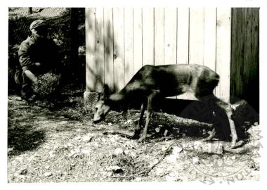 Ζωολογικός κήπος Ε.Η.Μ. (Εικόνα 19)