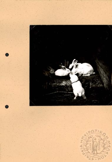 Ηπειρωτική Αρχιτεκτονική (Εικόνα 357)