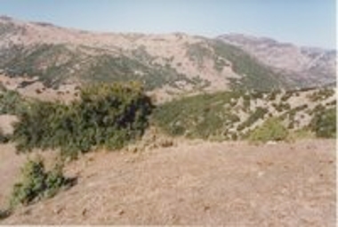 Πέντε Δένδρα