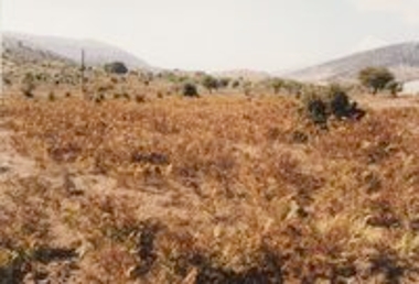 Ρακίτα Αχαΐας