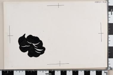 Προστασία της Φύσεως